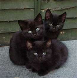 ajudem-nos a dar um lar para estes lindos gatinhos